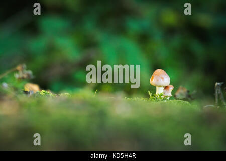 Mushroom macro in the forest, Switzerland Stock Photo