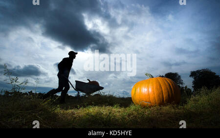 Tom Hoggard harvests pumpkins at Howe Bridge Farm in Yorkshire, ahead ...