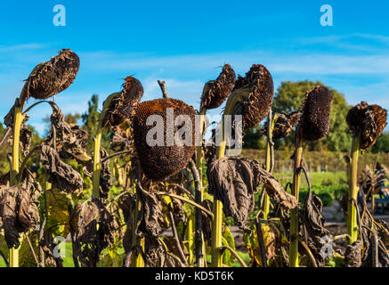 Dead sunflowers seed heads ripening in the sun. Stock Photo