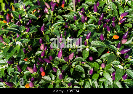 solanaceae chilli pepper numex twilight, capsicum annuum numex twilight, Stock Photo