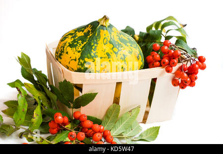Beautiful colorful with green and yellow spots patty pan squash and red sorbus berries and leaves in the wooden wicker basket isolated on white backgr Stock Photo
