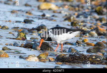 Oystercatcher (Haematopus ostralegus) feeding on a beach at low tide in Autumn in West Sussex, England, UK. Stock Photo