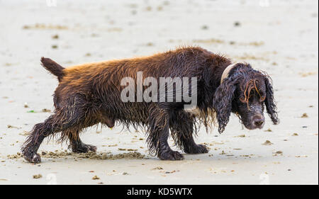 Small cute wet dog soaked with sea water on a sandy beach.