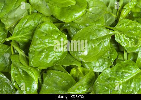 Freshly washed spinach leaves. Background. Close up Stock Photo