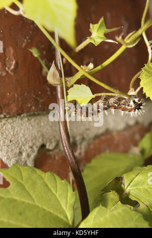 comma caterpillar eating hops leaves Polygonia c-album Humulus lupulus Stock Photo