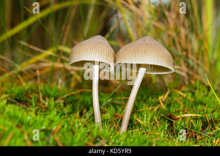 Two small mushrooms, probably Milking bonnets, in moss Stock Photo