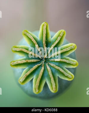 Poppy seed head (papaver spp) from above Stock Photo