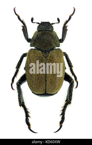 Hoplia meridiana, a recently discovered species of Chafer from southern Italy Stock Photo