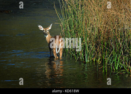 Female Whitetail Deer wading across Mission Creek near Charlo, Montana Stock Photo