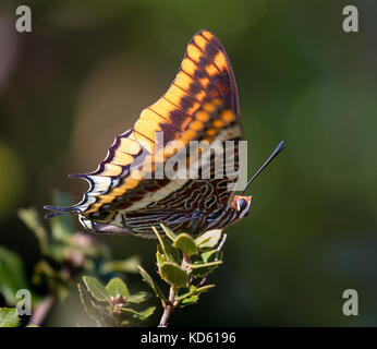 Two tailed Pasha or foxy emperor butterfly Charaxes jasius sunning on bush in the hills of Ithaka in the Ionian Islands of Greece Stock Photo