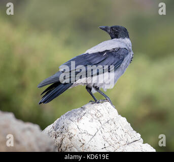 Hooded crow Corvus cornix on the rocky coast of Ithaka in the Ionian Islands of Greece Stock Photo