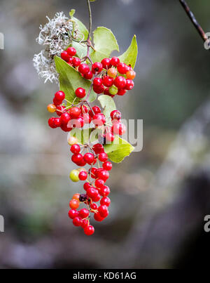 Scarlet berries of black bryony Tamus communis hanging from a tree branches on the island of Ithaka in Greece Stock Photo