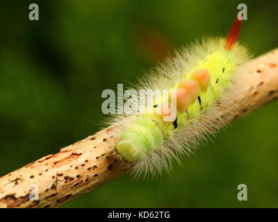 Pale Tussock Moth Caterpillar Stock Photo