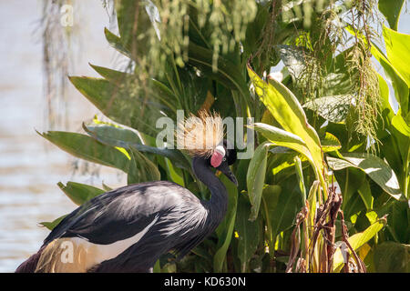 West African black crowned crane called Balearica pavonina pavonina is found on the dry savannah in Africa Stock Photo