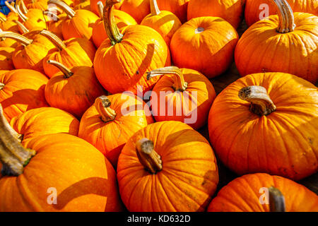A Truckload of Ripe Pumpkins on a Sunny October Day Stock Photo - Alamy