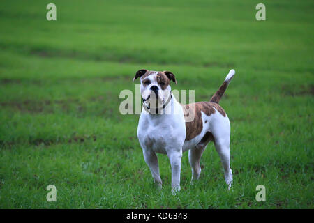 Grown american bulldog in green grass on field. Beautiful american bulldog. Stock Photo