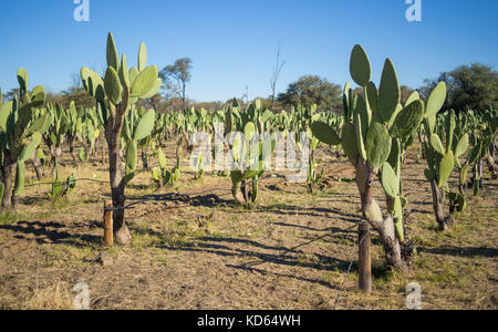 Cactus fig or prickly pear plantation with many cacti rows in Omaruru, Namibia, Southern Africa.