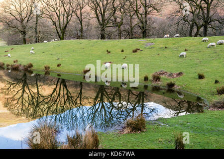 Sheep Grazing on a Partially Flooded Pasture, Patterdale, Lake District, Cumbria UK Stock Photo