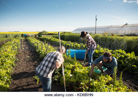 Farmers working in vegetable crop on sunny farm