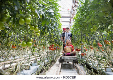 Father and children with cart harvesting tomatoes growing on tomato plant in greenhouse
