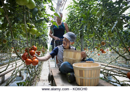 Boy with bushels harvesting tomatoes growing on tomato plant in greenhouse