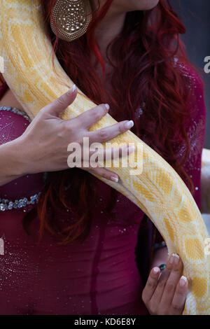 Belly dancer handling an albino Burmese python snake. Stock Photo