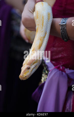 Belly dancer handling an albino Burmese python snake. Stock Photo