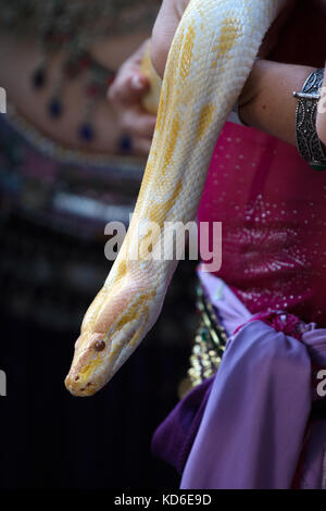 Belly dancer handling an albino Burmese python snake. Stock Photo