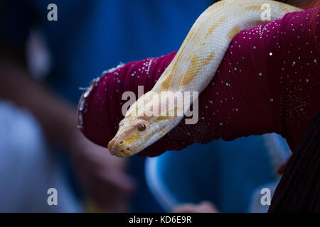 Belly dancer handling an albino Burmese python snake. Stock Photo