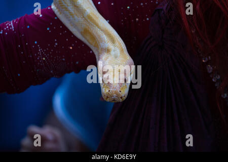 Belly dancer handling an albino Burmese python snake. Stock Photo