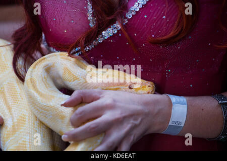 Belly dancer handling an albino Burmese python snake. Stock Photo