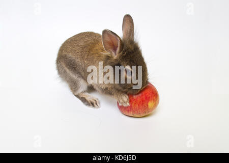 Young brown rabbit playing with apple. Stock Photo
