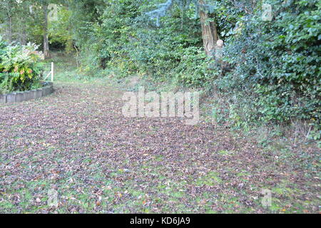 Oak leaves and acorns falling from a tree onto a mature lawn garden during british english autumn fall in herefordshire countryside Stock Photo