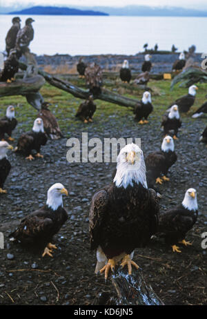 Bald Eagle Haliaeetus leucocephalus Homer Spit Alaska January Stock Photo