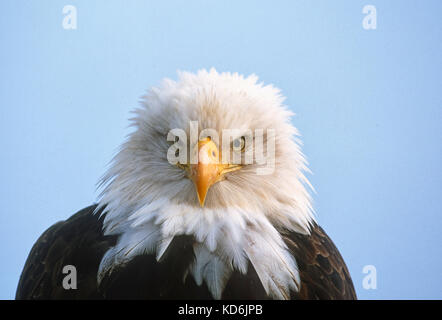 Bald Eagle Haliaeetus leucocephalus Homer Spit Alaska January Stock Photo