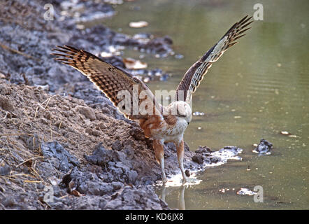 Changeable Hawk Eagle Nisaetus cirrhatus hunting frogs Ranthambore Northern India winter Stock Photo