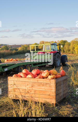 Field with orange pumpkins and wooden crates Stock Photo - Alamy
