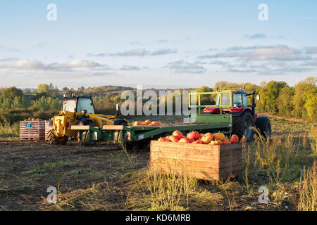 Harvested pumpkins in wooden crates in a farmers field. Warwickshire, England Stock Photo