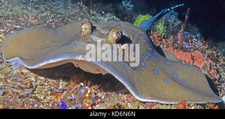 Egyptian Blue Spotted Sting Ray. Image captured underwater on Jolanda reef, Ras Mohammad Egypt. Stock Photo