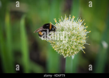 Bumple bee sitting on the green flower. Close up view Stock Photo