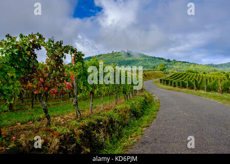 A small road is leading through the vineyards surrounding the historical village, the castle ruins Drei Exen on a hill in the distance Stock Photo