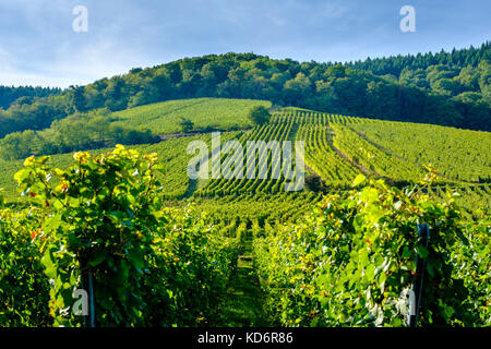 Vineyards are surrounding the historical town at the foot of Alsace hills Stock Photo