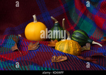 Assorted yellow and green ornamental gourds with autumn leaves on a warm red plaid fabric Stock Photo