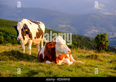 Two cows are grazing on a green mountain pasture in the Alsace hills Stock Photo