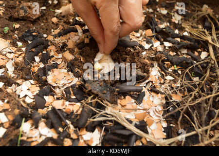 Planting piece of ginger root with a growth bud in compost soil, dried banana peels and egg shells as organic fertilizer Stock Photo