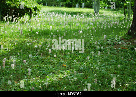 Meadow of Plantago major (broadleaf plantain, white man's foot, or greater plantain) white flowers. Stock Photo