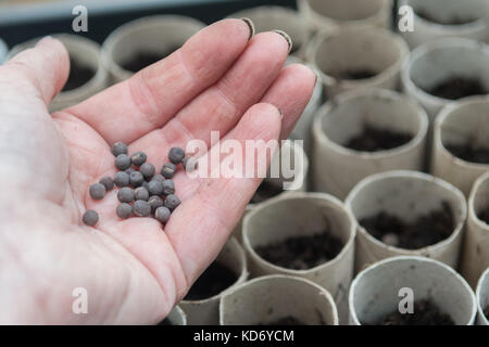 Sowing sweet pea seeds Stock Photo