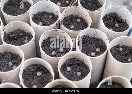 Sowing sweet pea seeds Stock Photo