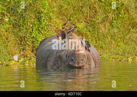Jungle Mynas on an Indian Rhino in Chitwan National Park in Nepal Stock Photo