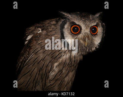 Southern white-faced Scops Owl Ptilopsis granti Stock Photo